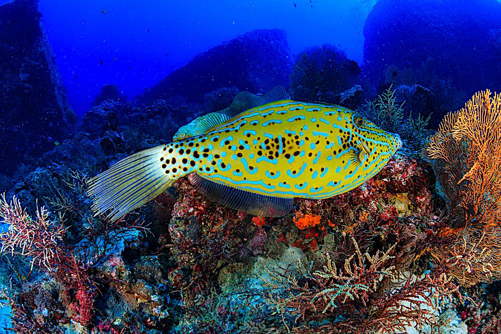 Scribbled Filefish Koh Tao