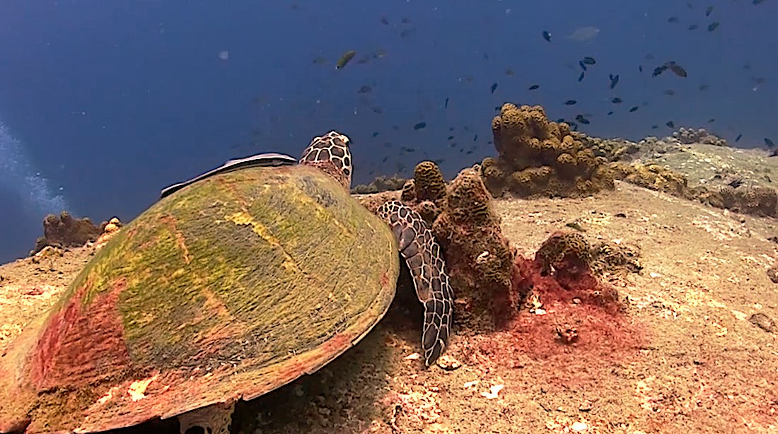 Hin Wong Pinnacle Dive Site Koh Tao - Sea Turtles