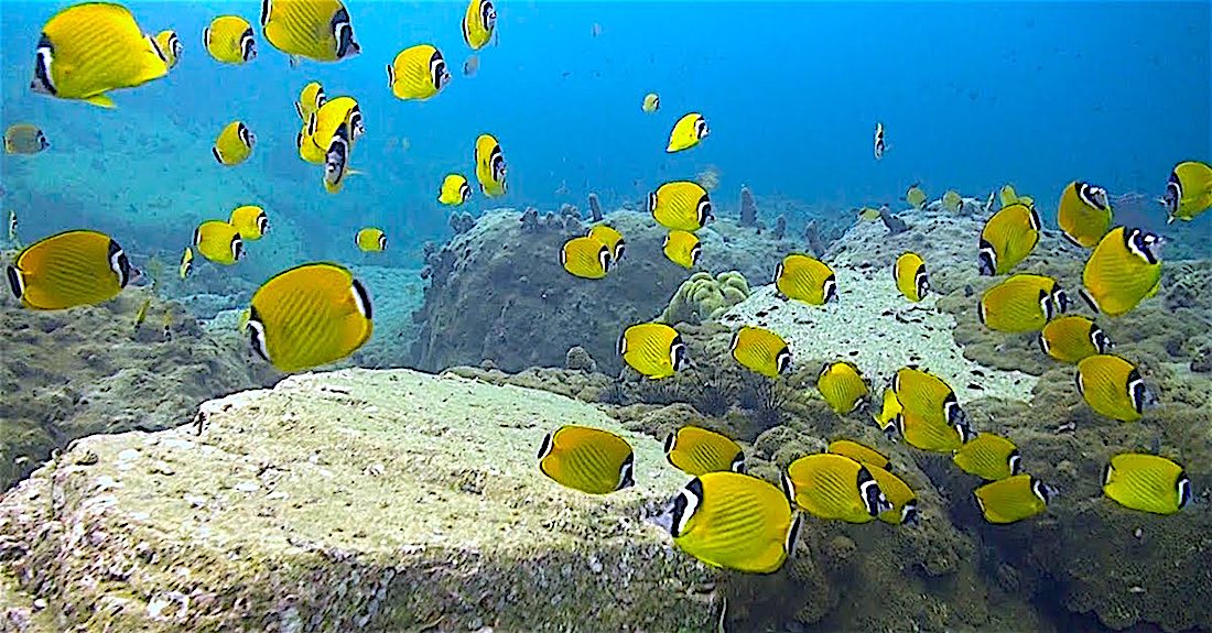 Shark Island Dive Site