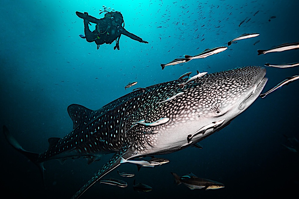 Shark Island Dive Site Koh Tao