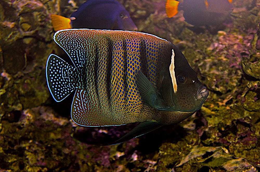 Six Banded Angelfish - Marine Life Koh Tao