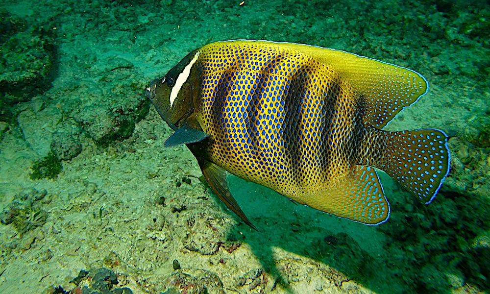 Six Banded Angelfish - Marine Life