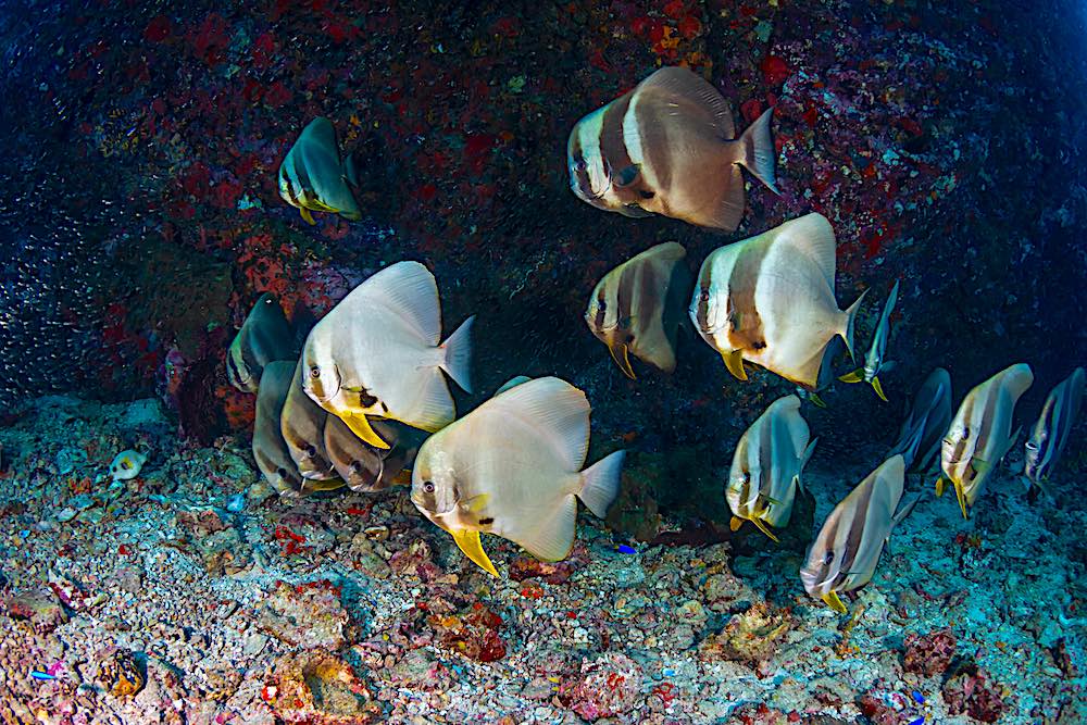 Tailfin Batfish - Marine Life