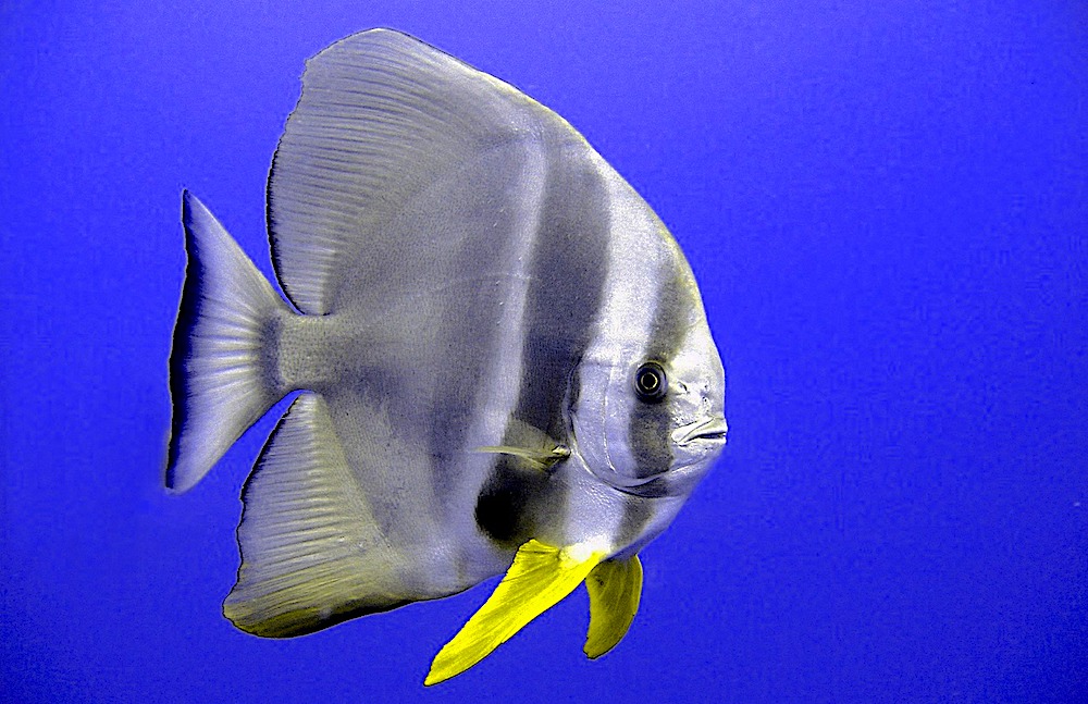 Tailfin Batfish Koh Tao