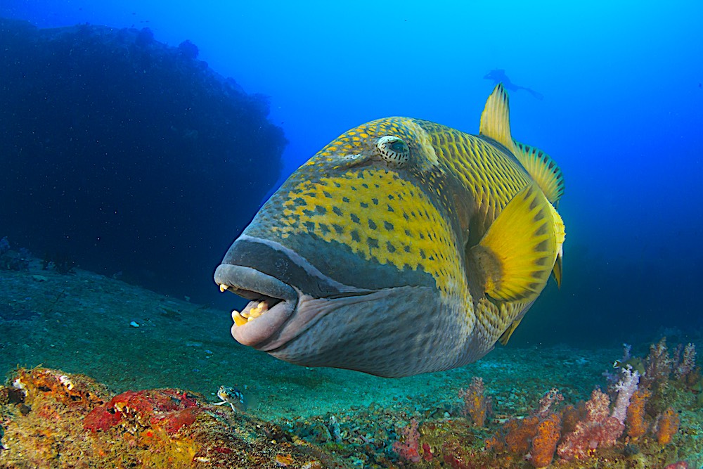 Titan Triggerfish Koh Tao Marine Life