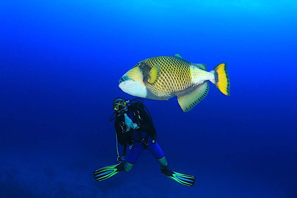 Titan Triggerfish - Marine Life