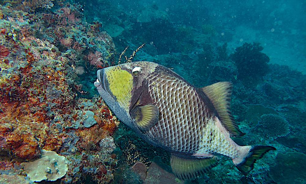 Titan Triggerfish Koh Tao