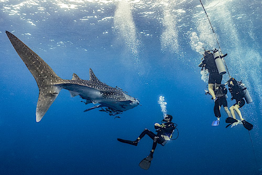 Whaleshark on Koh Tao