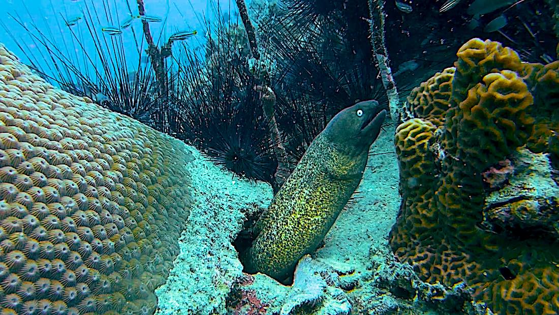 White Eyed Moray EEL Koh Tao Marine Life