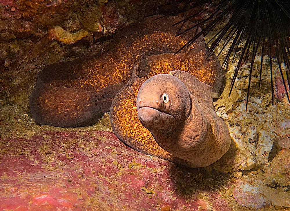 White Eyed Moray Eel - Marine Life