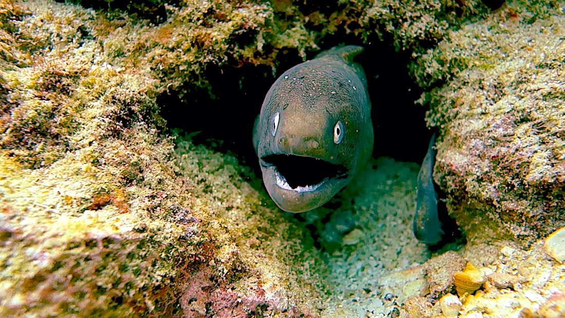 White Eyed Moray EEL Koh Tao