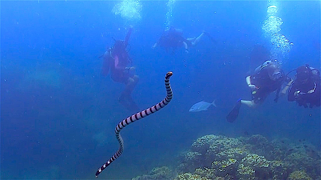 White Rock Dive Site