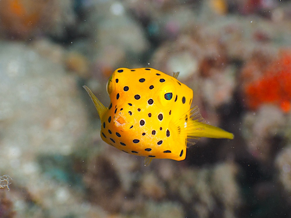 Yellow Boxfish - Marine Life