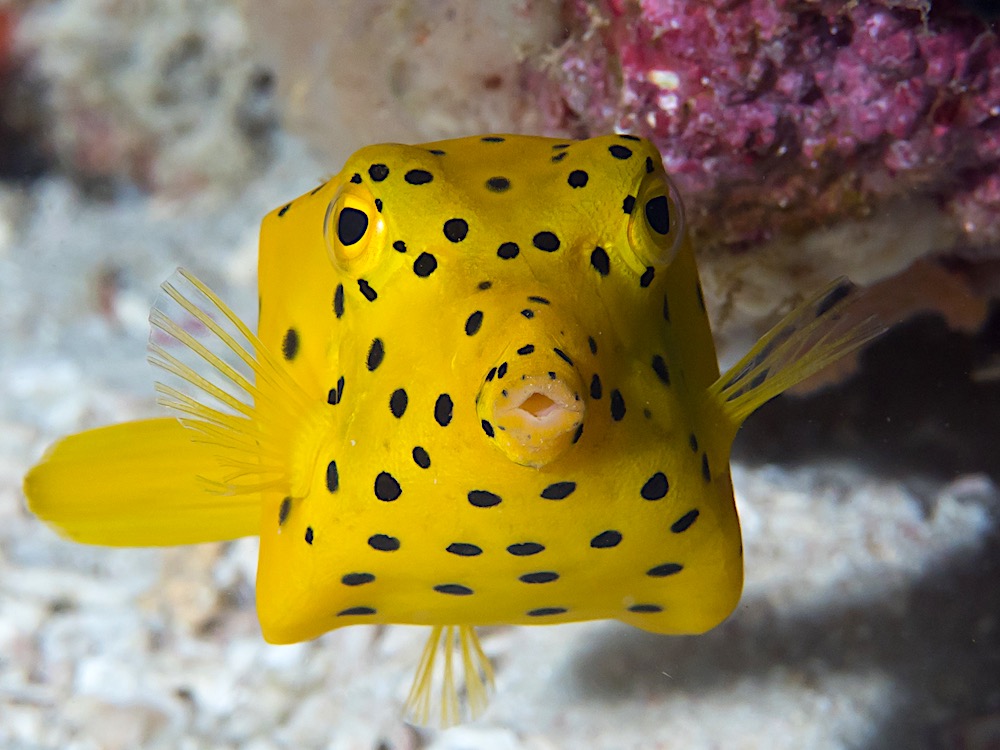 Yellow Boxfish Koh Tao Marine Life