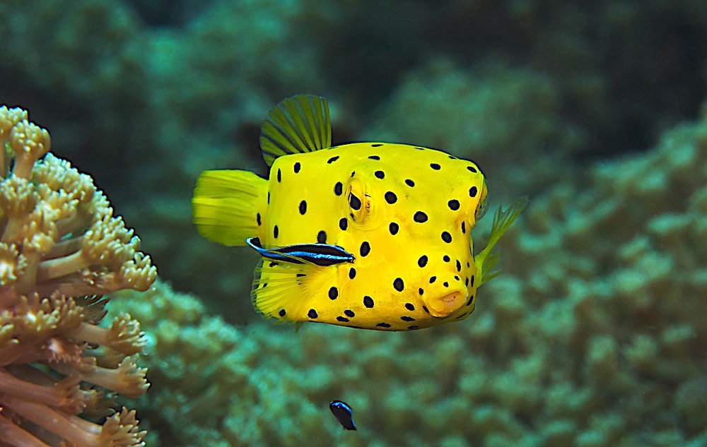 Yellow Boxfish Koh Tao