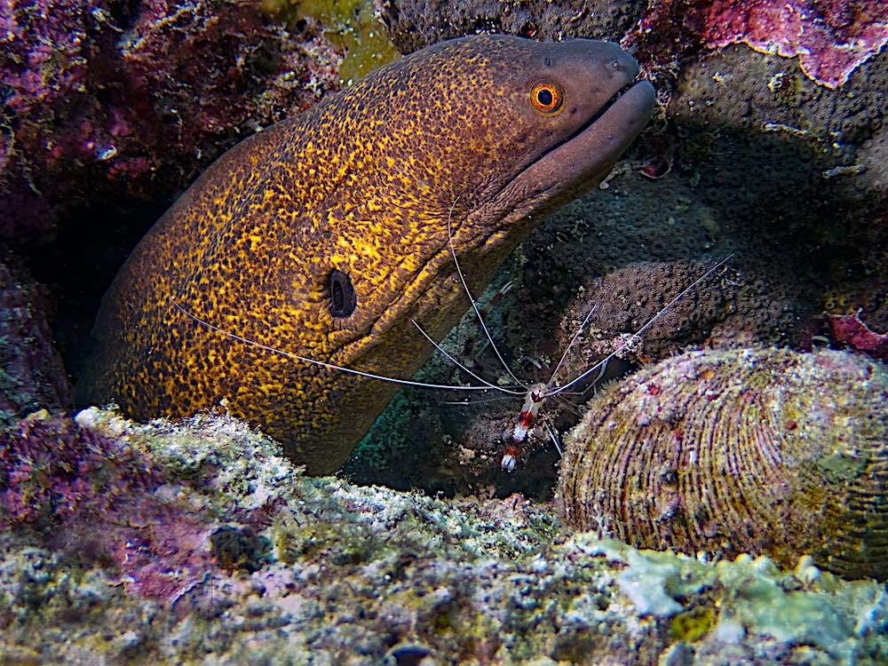 Stunning Yellow Edged Moray EEL & Shrimp