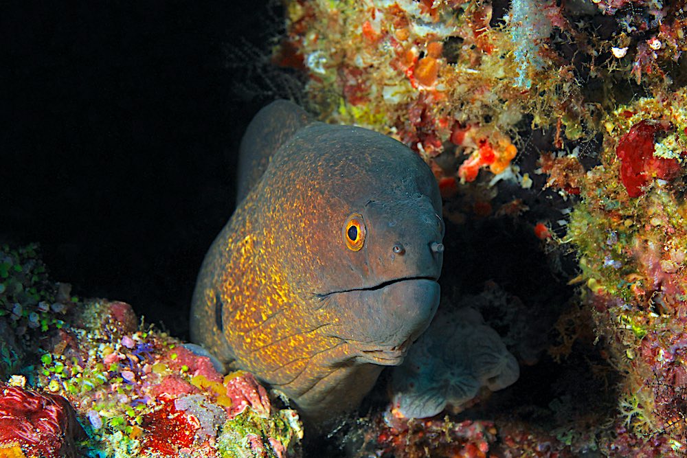 Yellow Edged Moray EEL Koh Tao