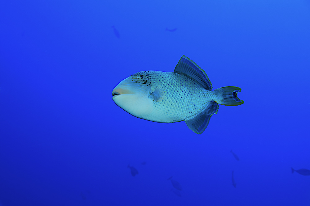 Yellow Margin Triggerfish - Marine Life Koh Tao