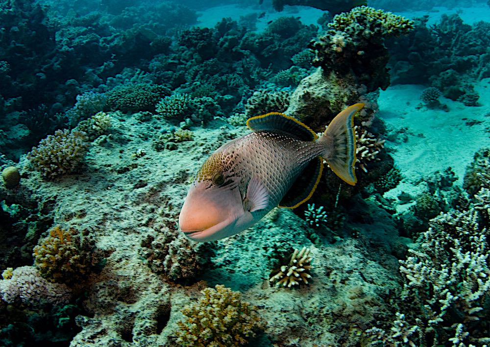 Yellow Margin Triggerfish - Marine Life