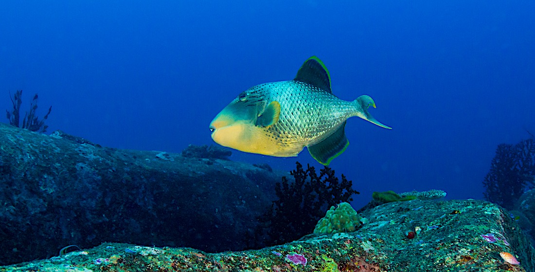 Yellow Margin Triggerfish - Marine Life Koh Tao