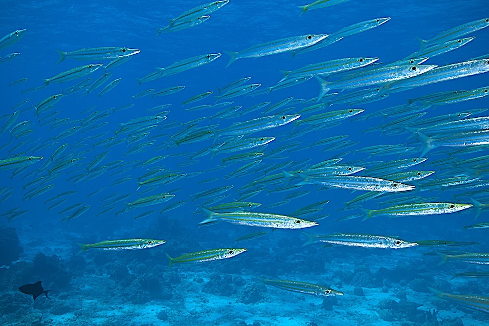 Yellow Tail Barracuda Koh Tao Marine LIfe