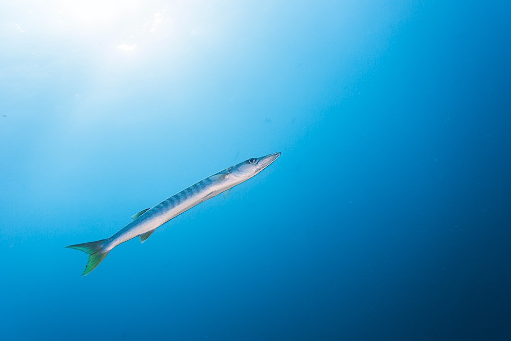 Yellow Tail Barracuda - Marine Life