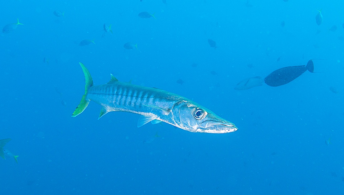 Yellow Tail Barracuda Koh Tao