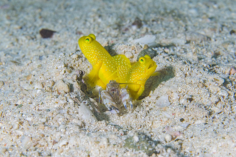 Yellow Watchman Goby & Pistol Shrimp