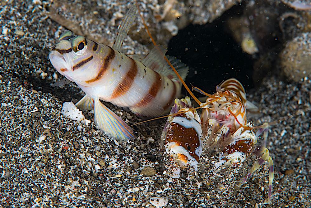 watchmen blue spot goby