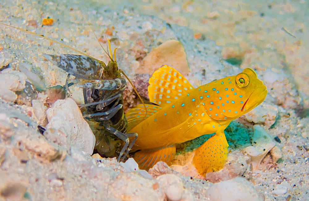 Watchman Goby & Shrimp Mutualism