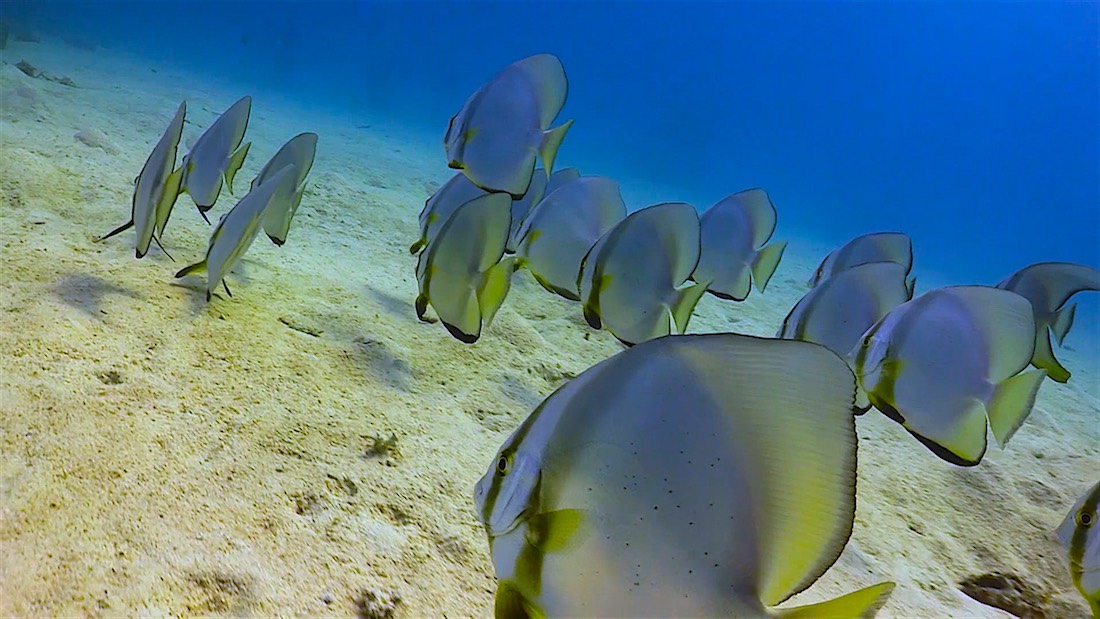 Twins Pinnacle Dive Site