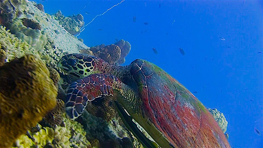 Sea Turtle - Twins Pinnacle Dive Site Koh Tao