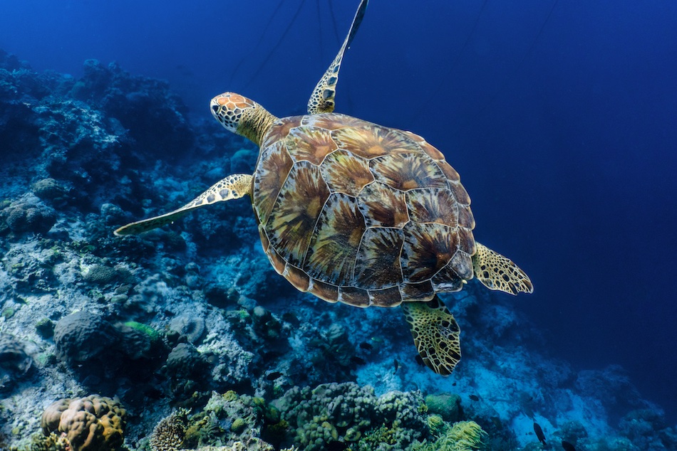 Beautiful Green Sea Turtle in Thailand