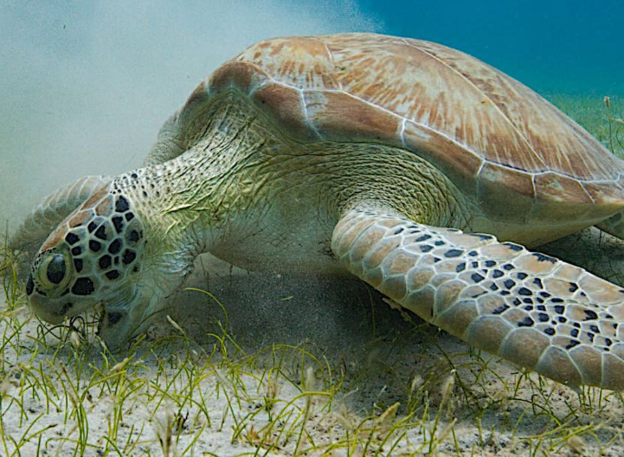 Sea Turtles - Keeping Sea Grass Beds Healthy