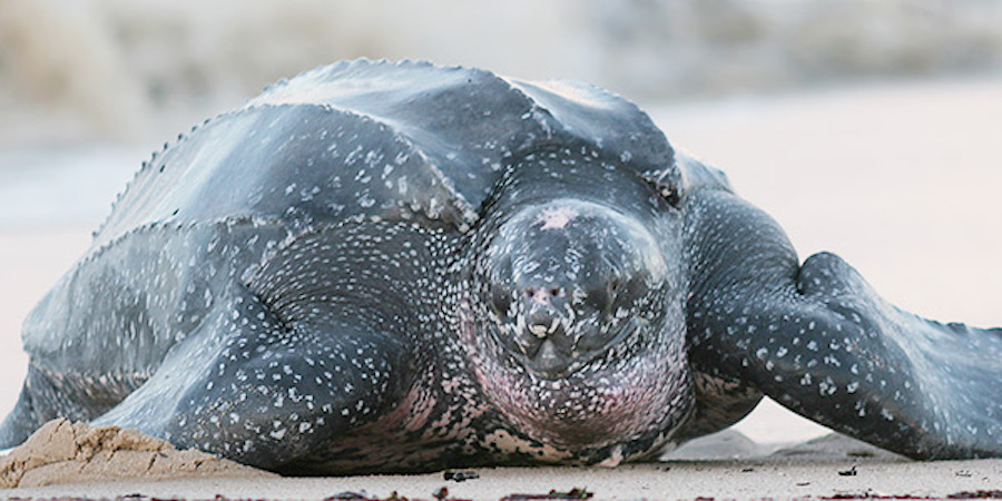 Leatherback Sea Turtle