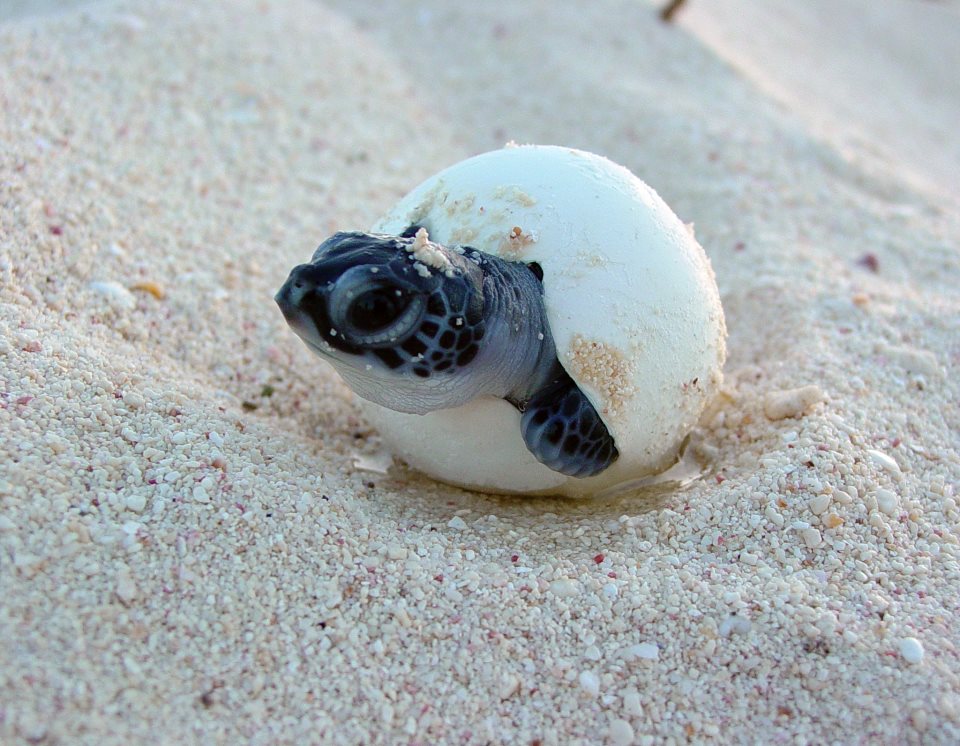 Nesting Sea Turtles & Eggs