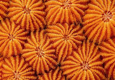 A Closer Look at Coral