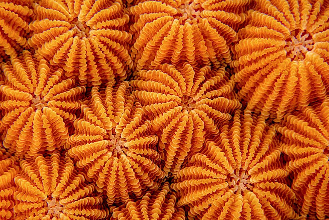 What is Coral bleaching and what causes it