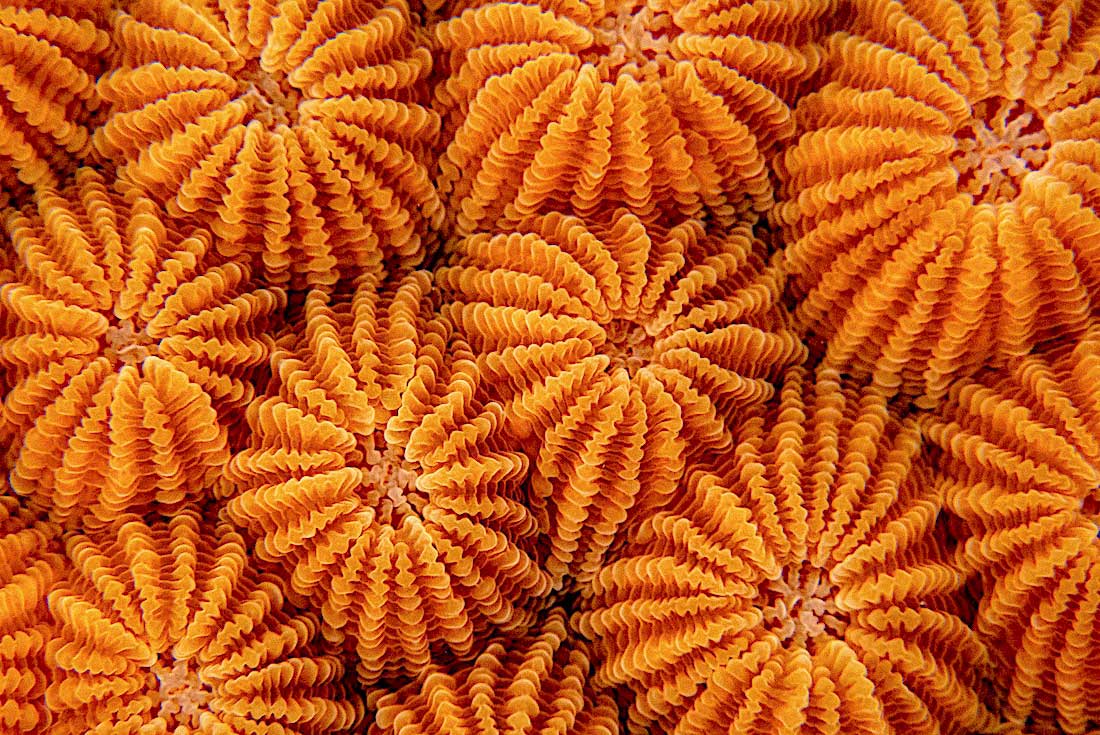 A Closer Look at Coral