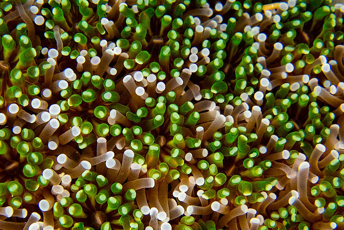 Soft Coral Koh Tao