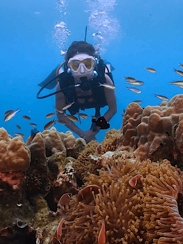 Marine Conservation courses in Thailand