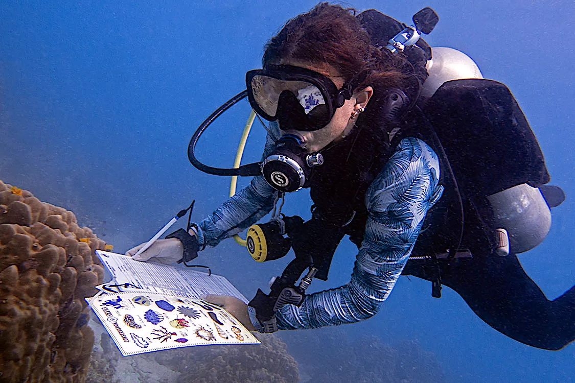 Invertebrate Underwater Survey in Koh Tao Thailand