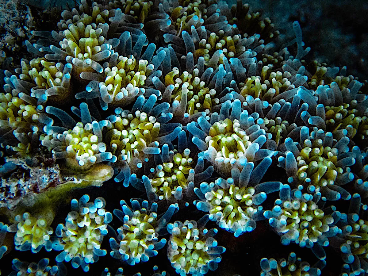 Galaxea Genus - Coral Taxonomy & ID