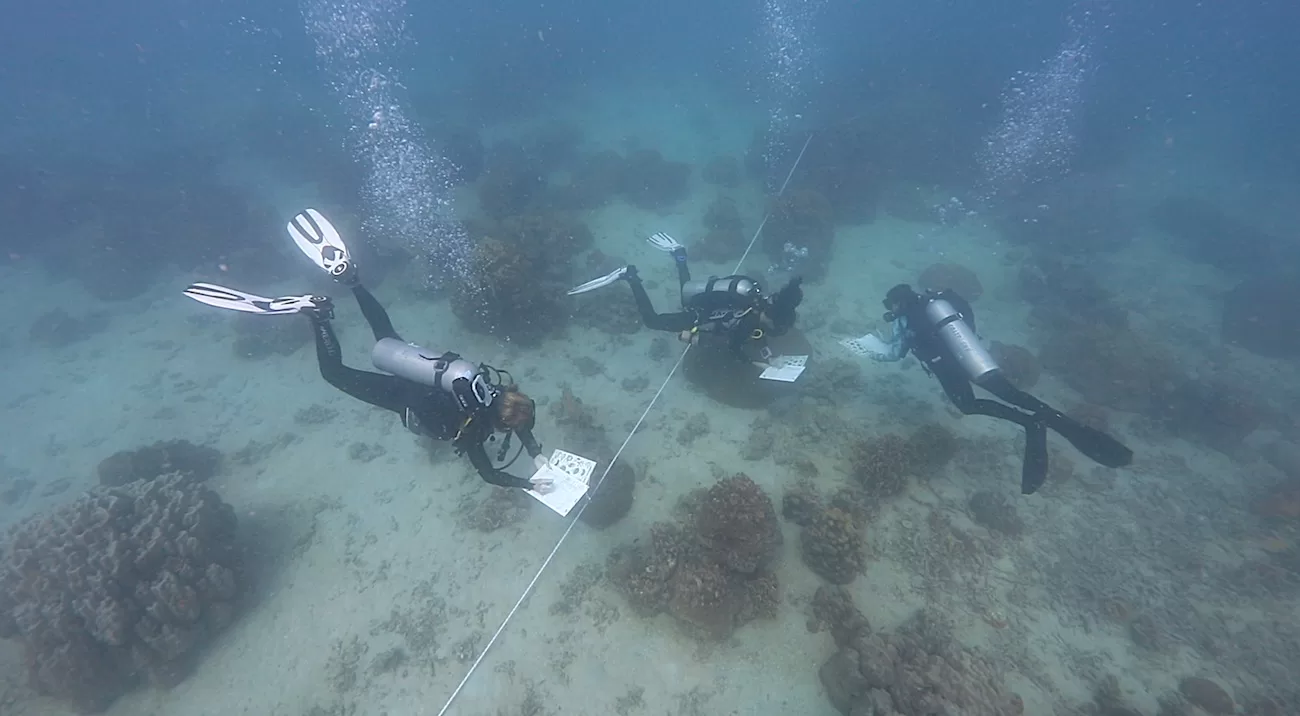 Invertebrate Surveys Conducted on Black Turtle Reef
