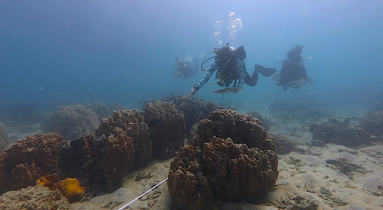 Invertebrate Identification on the Reef