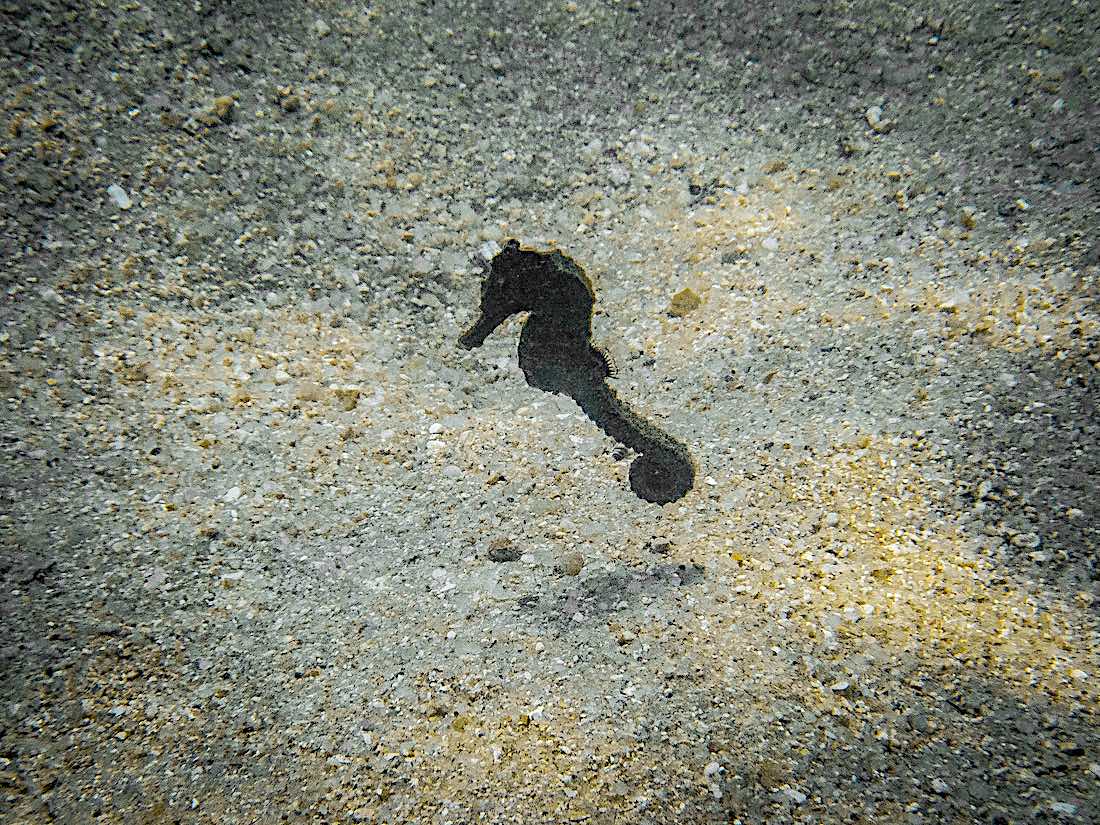 Monitor & Protect Seahorses in Thailand