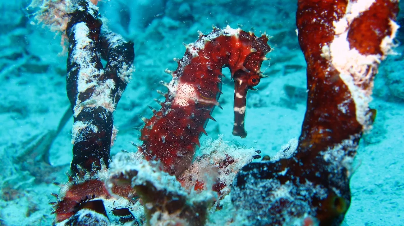 Seahorse (Hippocampus hudsonius) 