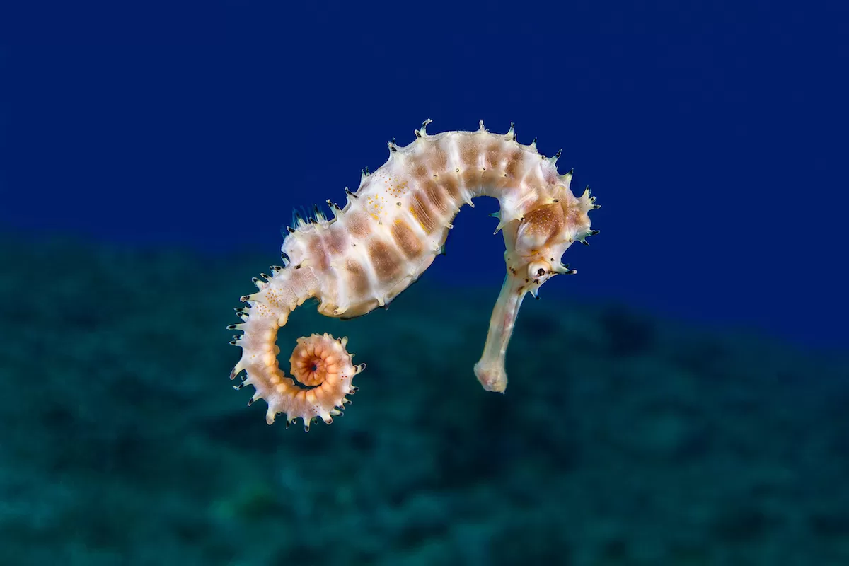 Yellow Female Common Seahorse (Hippocampus Taeniopterus) 