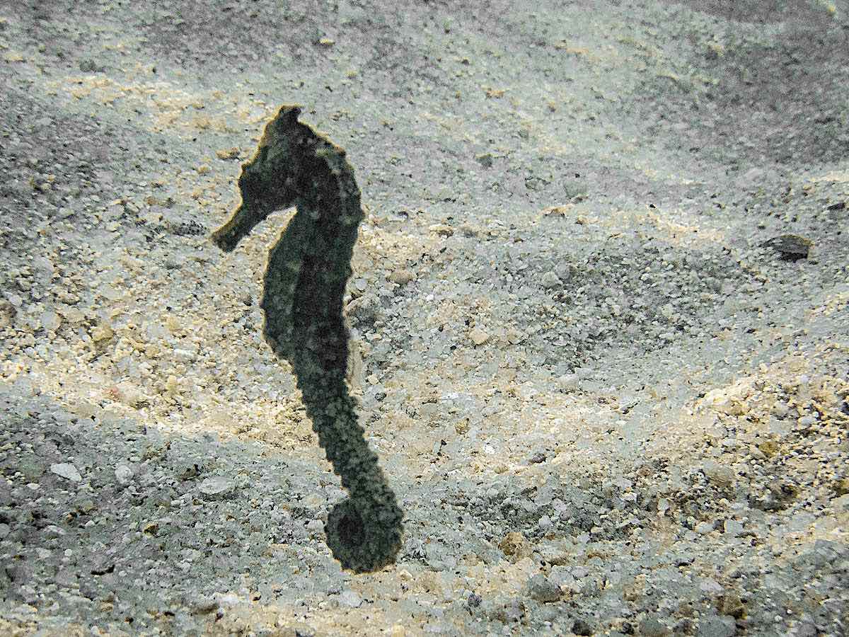 Learn about Seahorses on Koh Tao in Thailand
