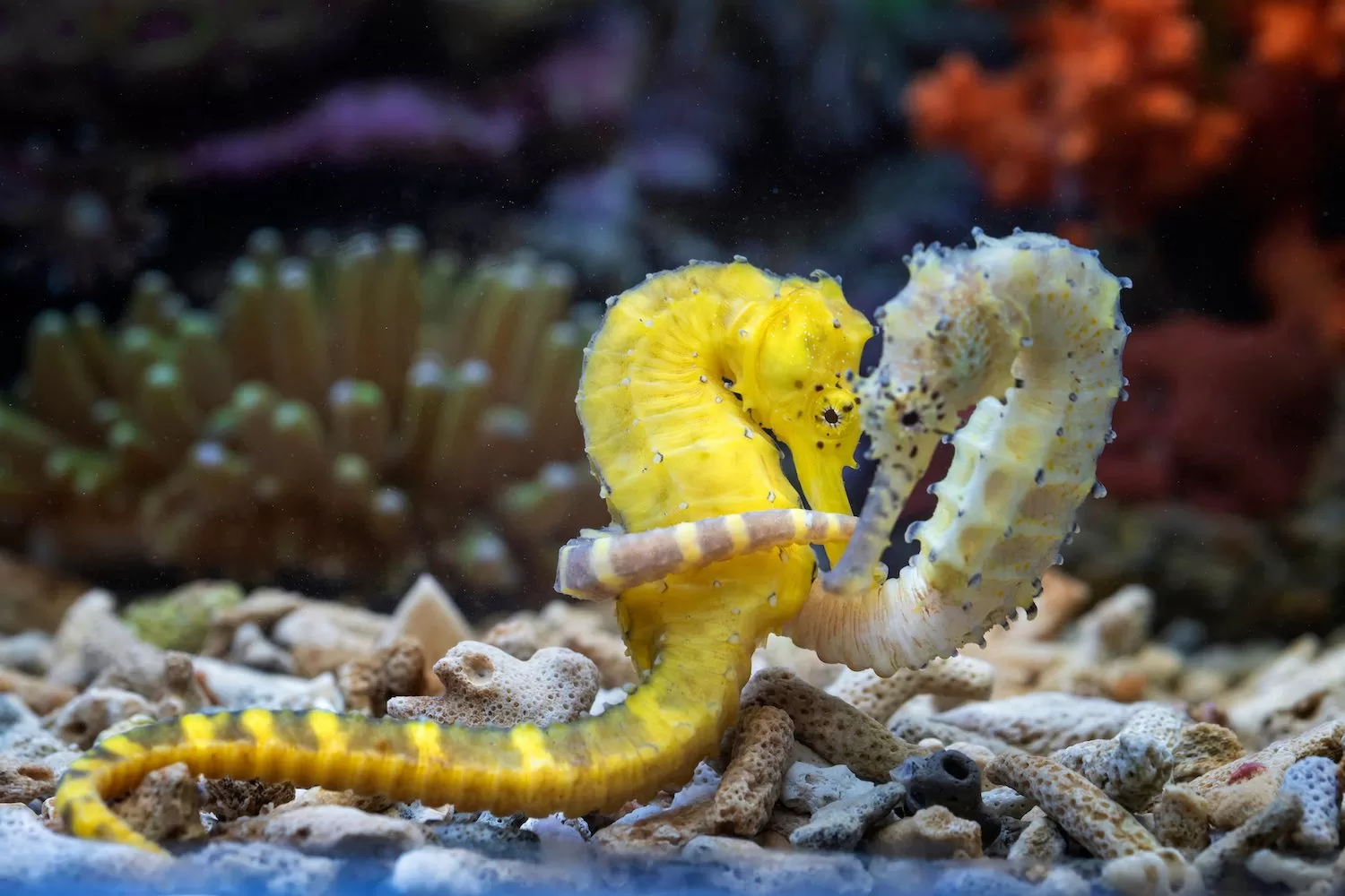 Seahorse Ecology & Monitoring course in Koh Tao Thailand